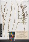 Foto von Salix caspica Pall.
